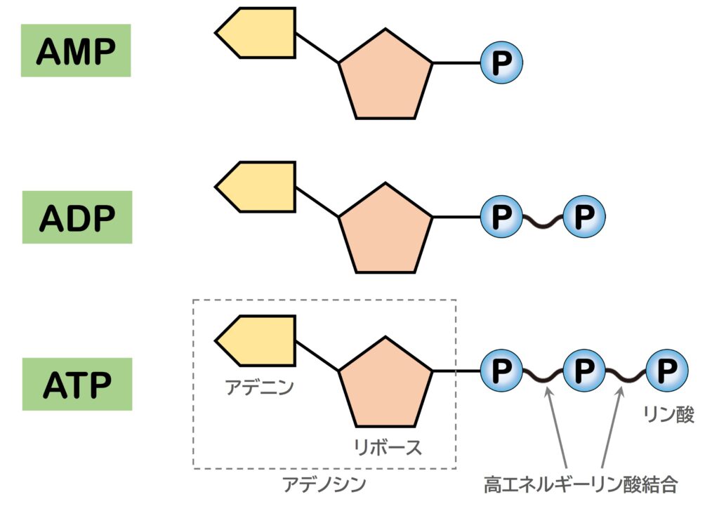 ATPエネルギー
